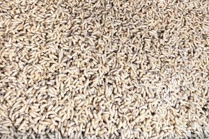 Maggots: types, baiting and priming