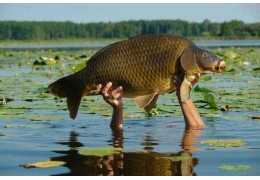 Carpfishing : La pêche, quelle passion ! - tout ce que tu as besoin de savoir