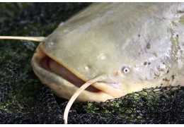 Comment attraper le poisson-chat
