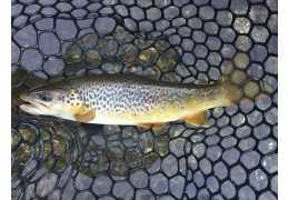 Comment pêcher la truite en ruisseau : techniques, matériel et secrets