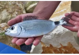Pêche bolognaise en mer : les meilleurs flotteurs pour le look