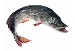 Pêche au brochet : Caractéristiques et comment pêcher