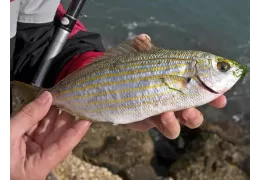 Pêche à la salpa : astuces et secrets pour la pêcher