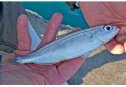 Pêche anglaise : conseils et meilleur matériel
