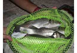 Pêcher à la bolognaise en mer la nuit