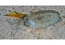 Quand pêcher le calamar, la seiche et le calmar