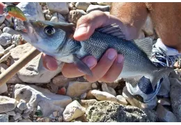 Sea Bass Spinning : comment pêcher le bar avec cette technique